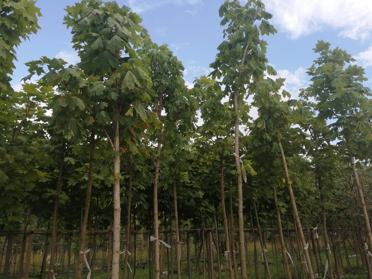 Ландшафтное озеленение 1