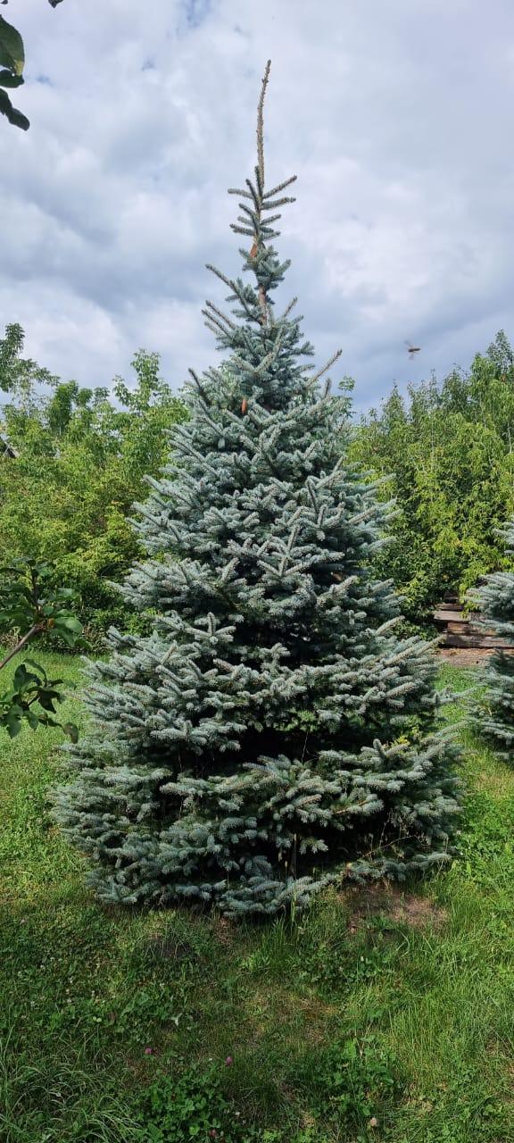 Ландшафтное озеленение 4