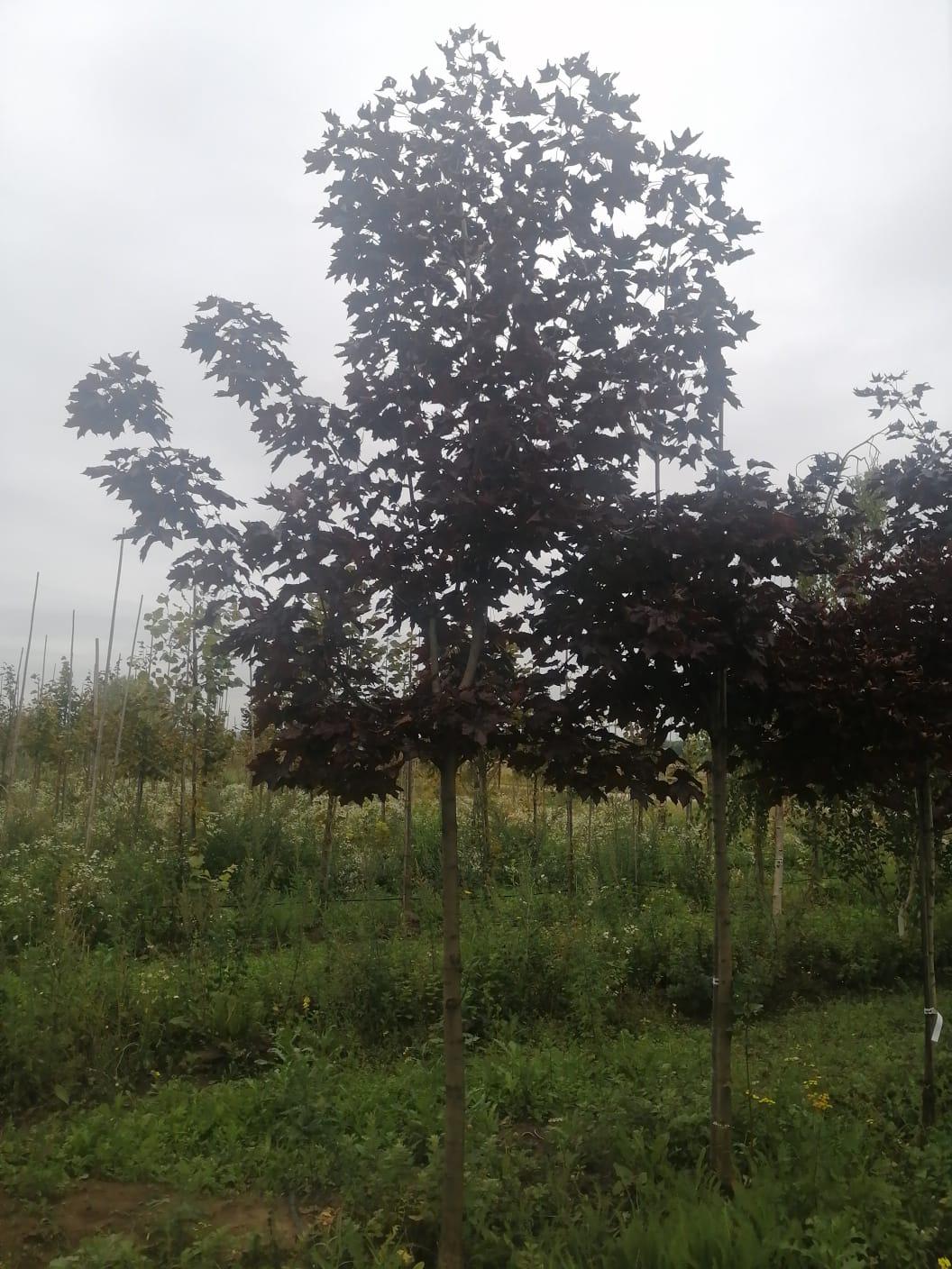 Ландшафтное озеленение 8